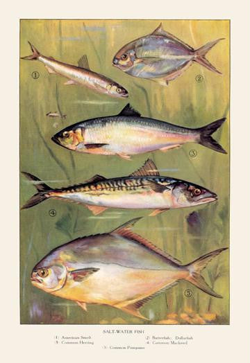 Saltwater Fish #1 28x42 Giclee on Canvas