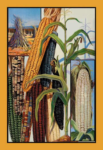 Indian Corn 28x42 Giclee on Canvas