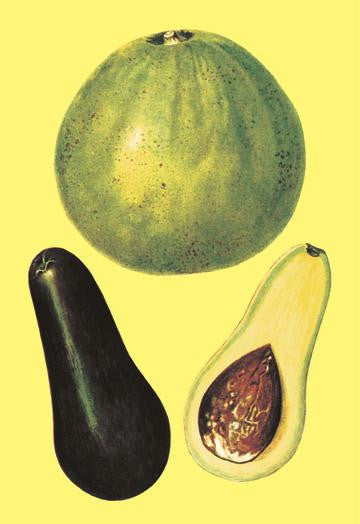 Alligator Pears 28x42 Giclee on Canvas