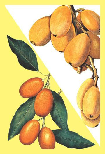 Kumquat 28x42 Giclee on Canvas