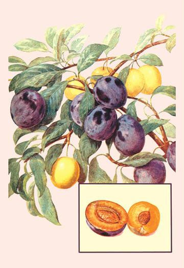 Plums 28x42 Giclee on Canvas