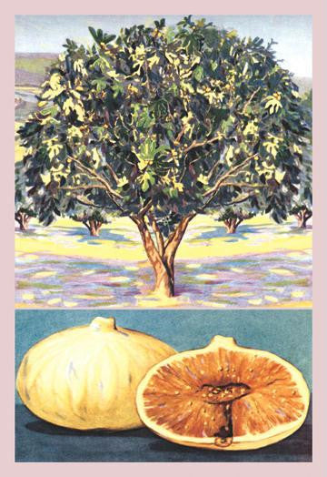 Fig Tree 28x42 Giclee on Canvas