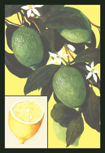 Lemon 28x42 Giclee on Canvas