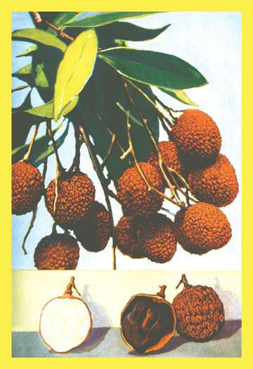 Litchi 28x42 Giclee on Canvas