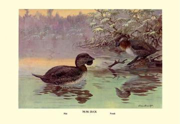 Musk Duck 28x42 Giclee on Canvas