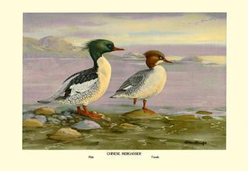 Chinese Merganser 28x42 Giclee on Canvas