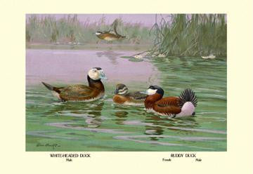 White-Headed and Ruddy Ducks 28x42 Giclee on Canvas