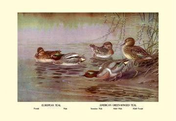 European and American Teal Duck 28x42 Giclee on Canvas