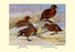 Brown and Auckland Ducks 28x42 Giclee on Canvas