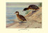 Black-Headed Duck 28x42 Giclee on Canvas