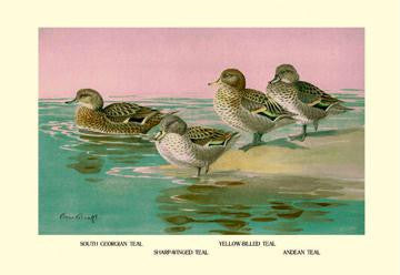 Four Types of Teal Ducks 28x42 Giclee on Canvas