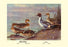 Pintail Ducks 28x42 Giclee on Canvas