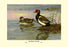 Red-Crested Pochard 28x42 Giclee on Canvas