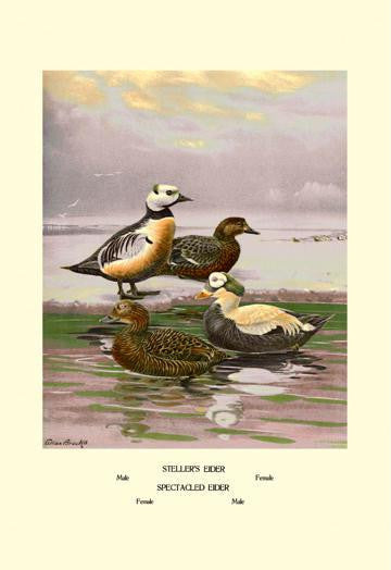 Stellars and Spectacled Eiders 28x42 Giclee on Canvas