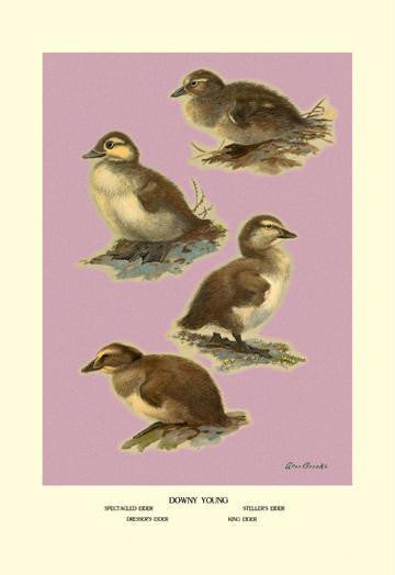 Four Downy Young Ducks 28x42 Giclee on Canvas