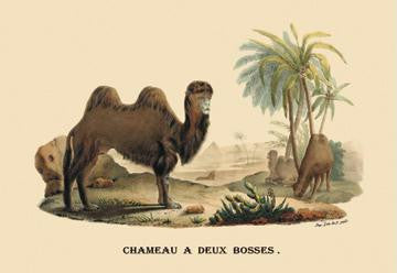 Chameau a Deux Bosses (Camel) 28x42 Giclee on Canvas