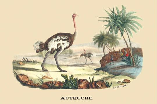 Autruche (Ostrich) 28x42 Giclee on Canvas