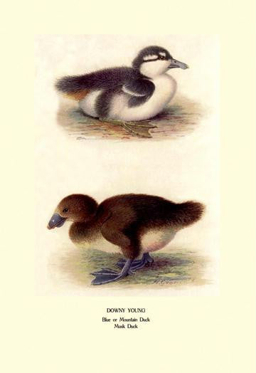 Downy Young Ducks 28x42 Giclee on Canvas