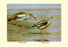 Egyptian and Orinoco Goose 28x42 Giclee on Canvas