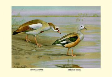 Egyptian and Orinoco Goose 28x42 Giclee on Canvas