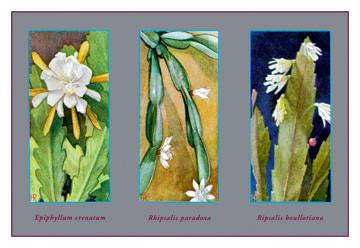 Epiphyllum Crenatum 28x42 Giclee on Canvas