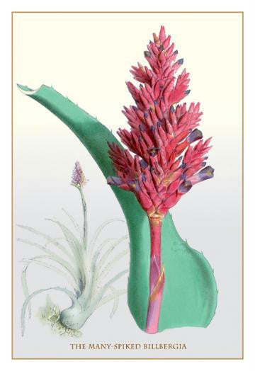 The Many-Spiked Billbergia 28x42 Giclee on Canvas