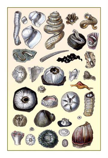 Shells: Annelides and Cirripedes 28x42 Giclee on Canvas