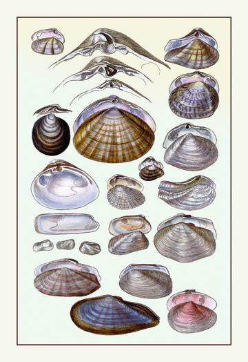 Shells: Dimyaria #1 28x42 Giclee on Canvas