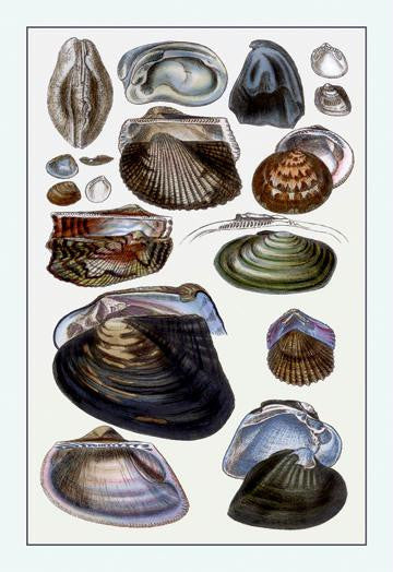 Shells: Dimyaria #4 28x42 Giclee on Canvas