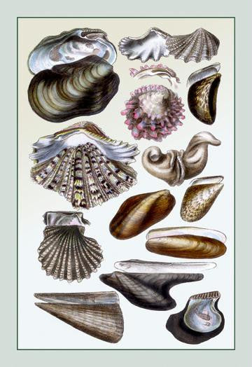 Shells: Monomyaria #1 28x42 Giclee on Canvas