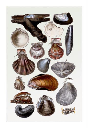 Shells: Monomyaria #2 28x42 Giclee on Canvas