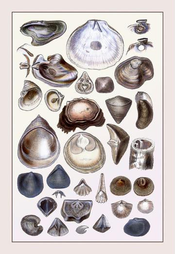 Shells: Monomyaria #3 28x42 Giclee on Canvas