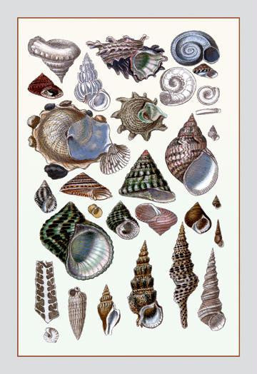 Shells: Trachelipoda #3 28x42 Giclee on Canvas