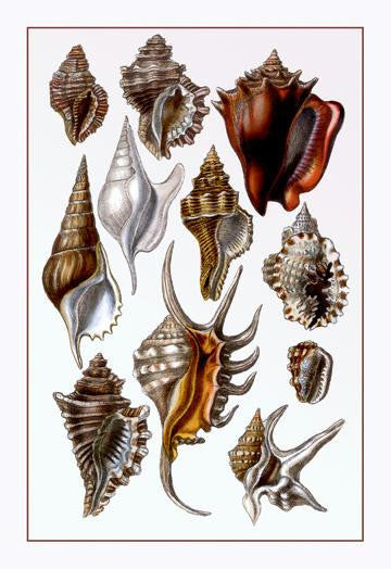 Shells: Trachelipoda #5 28x42 Giclee on Canvas