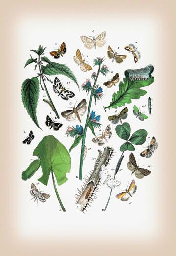 Moths: Pyrales Farinalis  Agliossa Pinguinalis  et al. 28x42 Giclee on Canvas