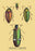 Beetles: Buprestis Chrysis B. Sternicornis  et al. #2 28x42 Giclee on Canvas