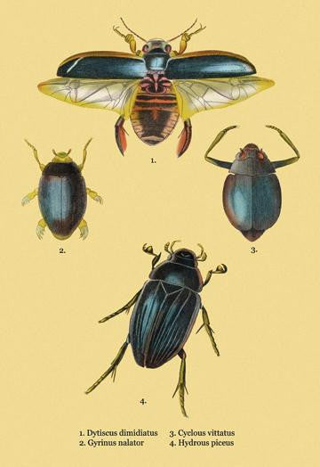 Beetles: Dytiscus Dimidiatus  Gyrinus Nalator et al. #2 28x42 Giclee on Canvas