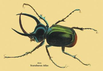 Beetle: Scarabaeus Atlas of Java #2 28x42 Giclee on Canvas