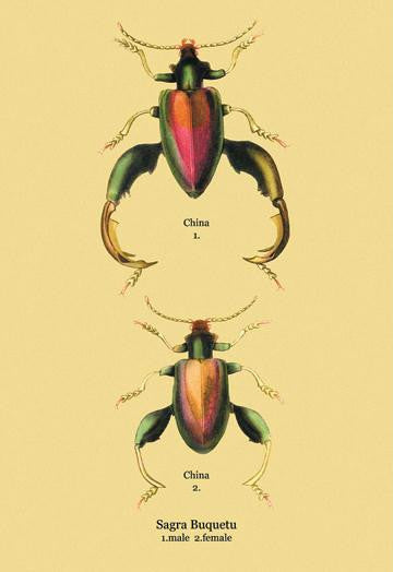 Beetle: Chinese Sagra Buquetu #2 28x42 Giclee on Canvas