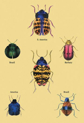 Beetles of Barbary and the Americas #2 28x42 Giclee on Canvas