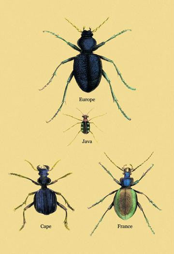 Beetles of Java  France  Cape and Europe #2 28x42 Giclee on Canvas