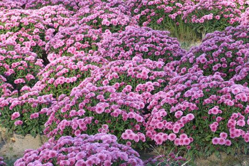 Purple Mums 28x42 Giclee on Canvas