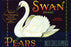 Swan Brand Pears 28x42 Giclee on Canvas