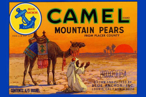 Camel Mountain Pears 28x42 Giclee on Canvas