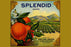 Splendid Brand Citrus 28x42 Giclee on Canvas