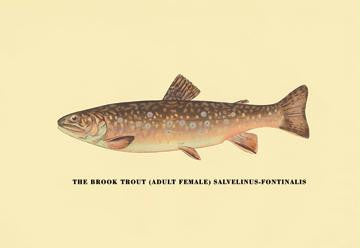 The Brook Trout (Adult Female) 12x18 Giclee on canvas