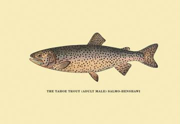 The Tahoe Trout 12x18 Giclee on canvas