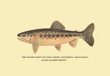 The Golden Trout of Soda Creek 12x18 Giclee on canvas