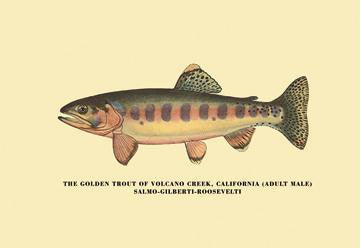 The Golden Trout of Volcano Creek 12x18 Giclee on canvas