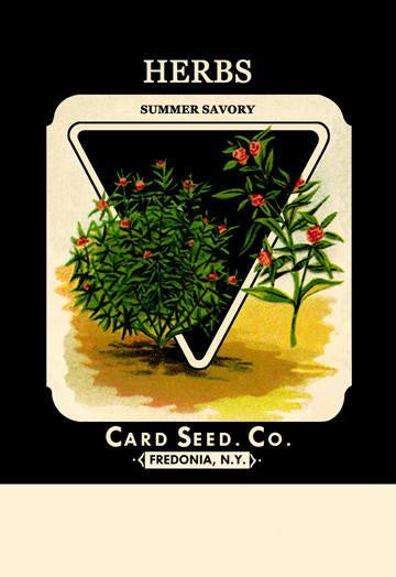 Herbs: Summer Savory 12x18 Giclee on canvas